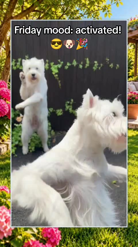 @Sugardoggy & Friends 2