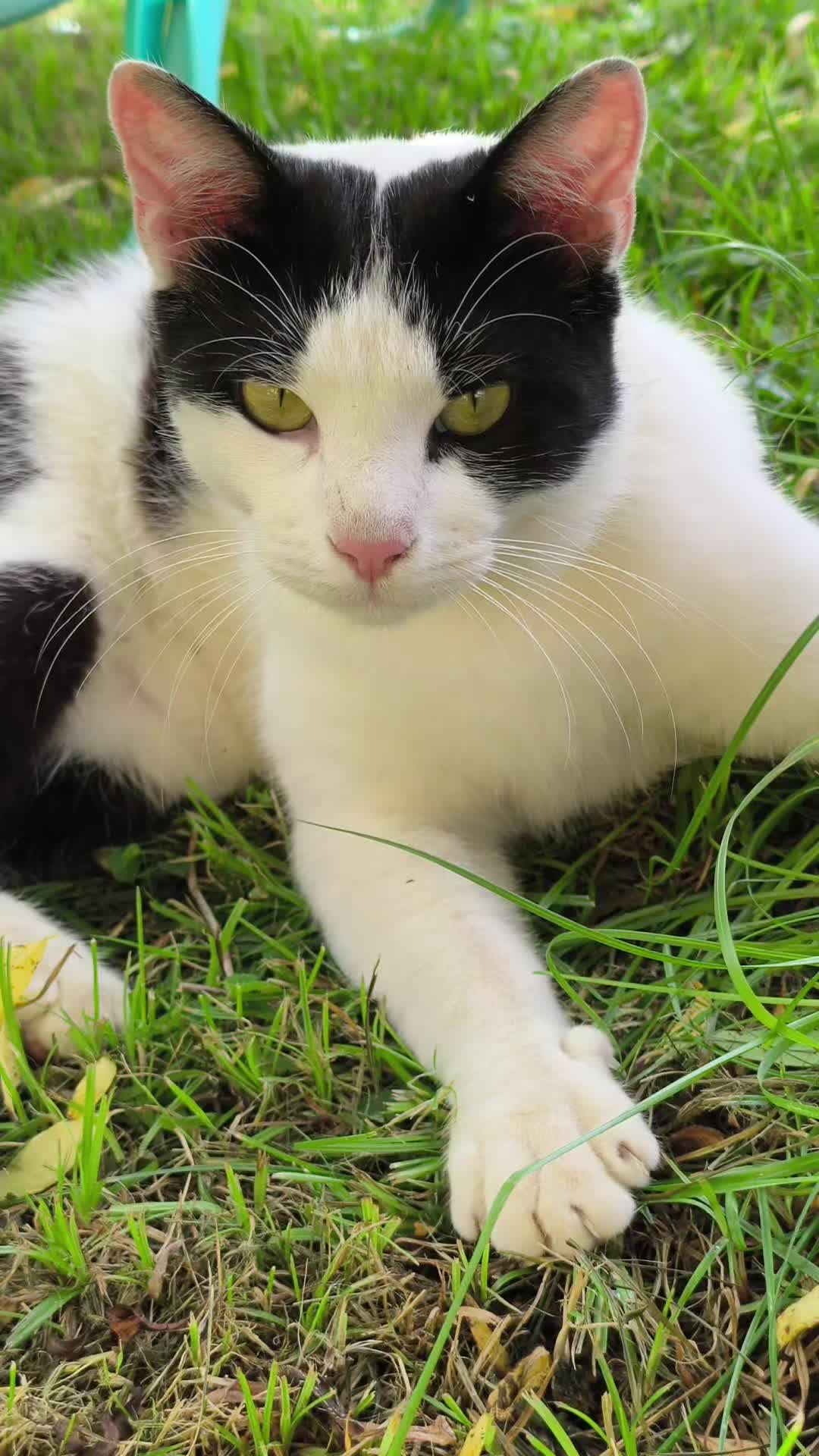 @La loca de los gatos