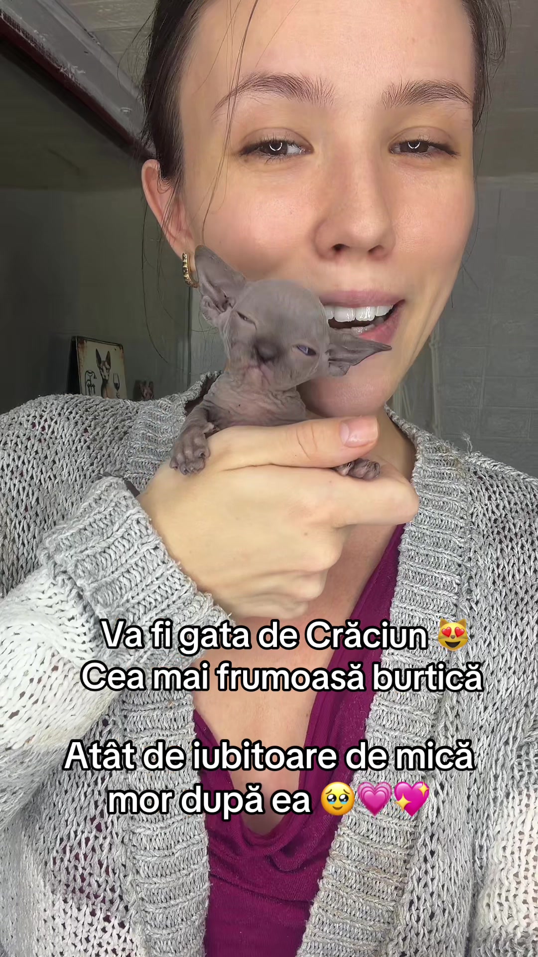@Diana Ciortan Sphynx Romania