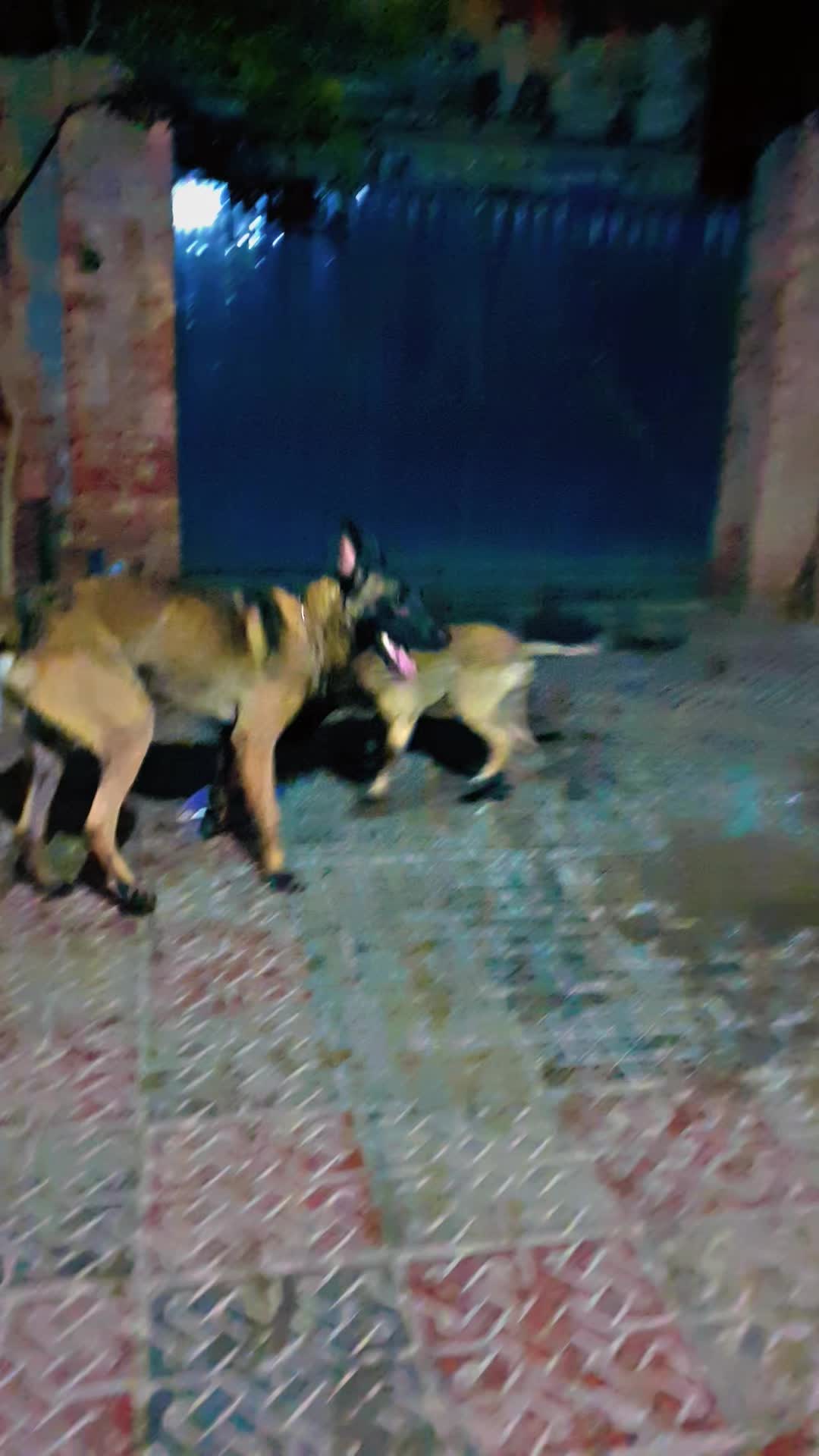 @MalinoisofPakistan