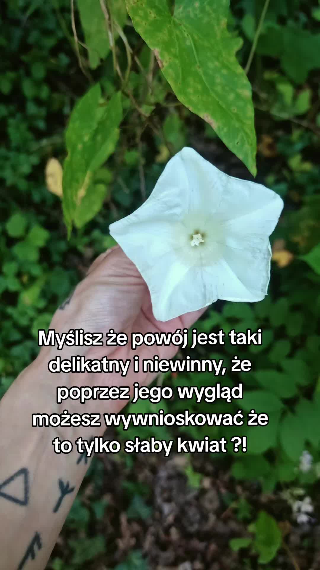 @Kempi D&ouml;kk&agrave;lfar