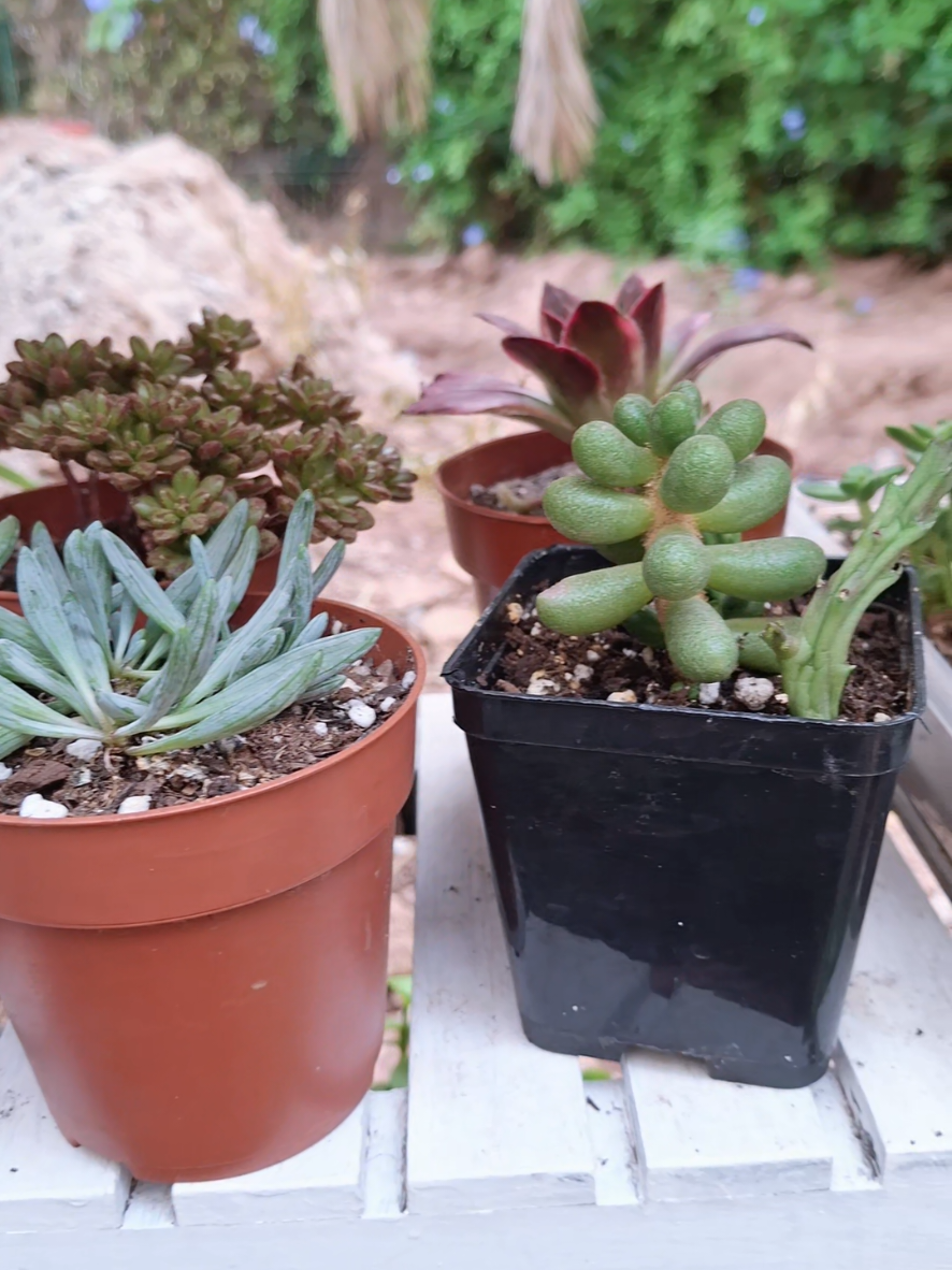 @Succulent_ninja