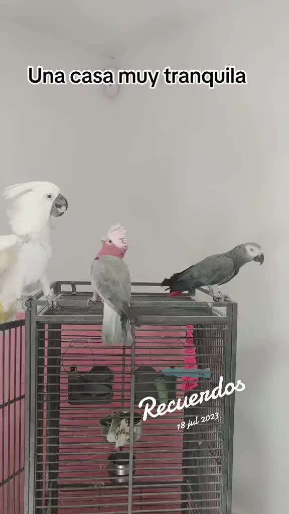 @todosbichosmios