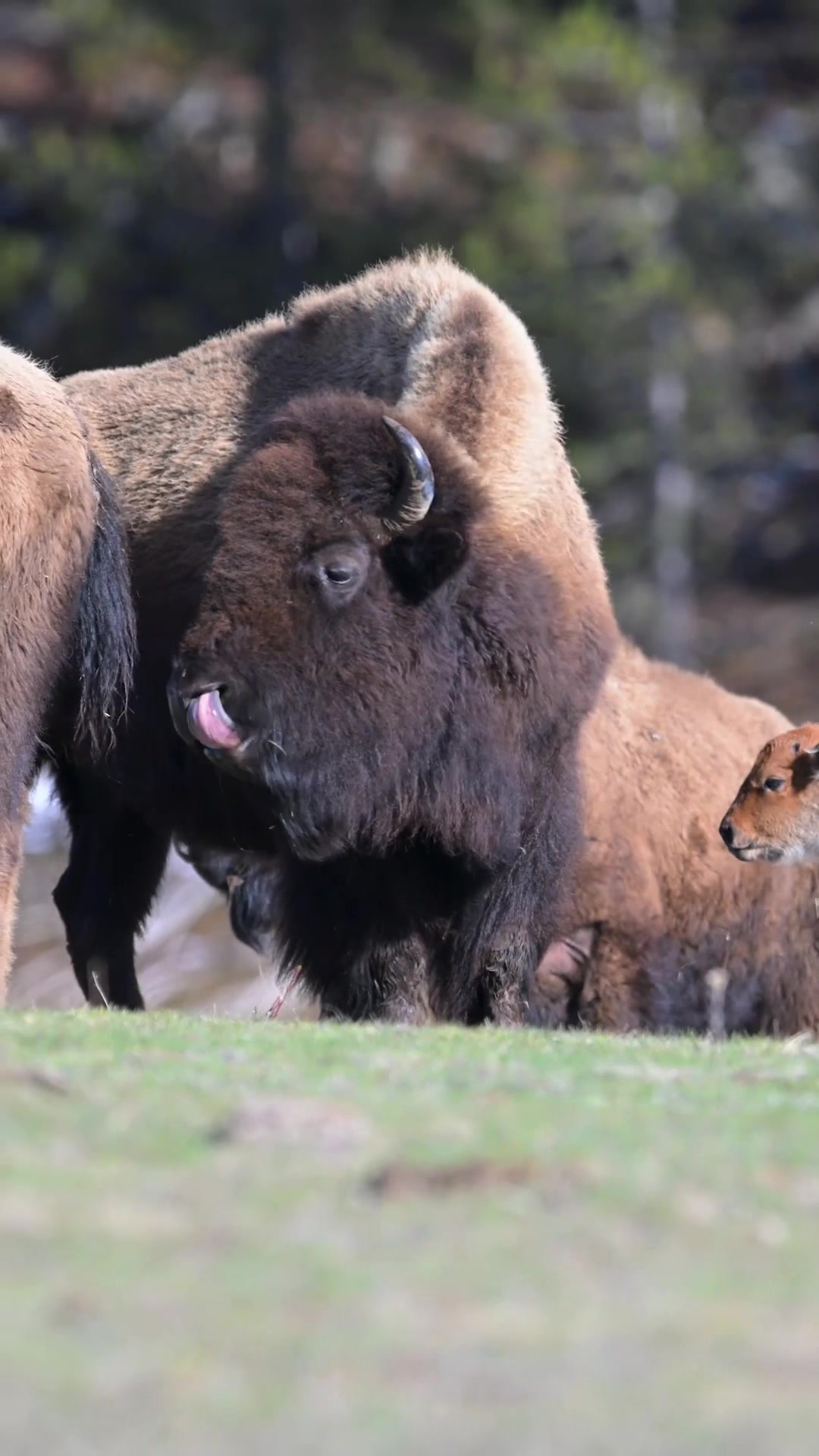 @Grand Teton Photo