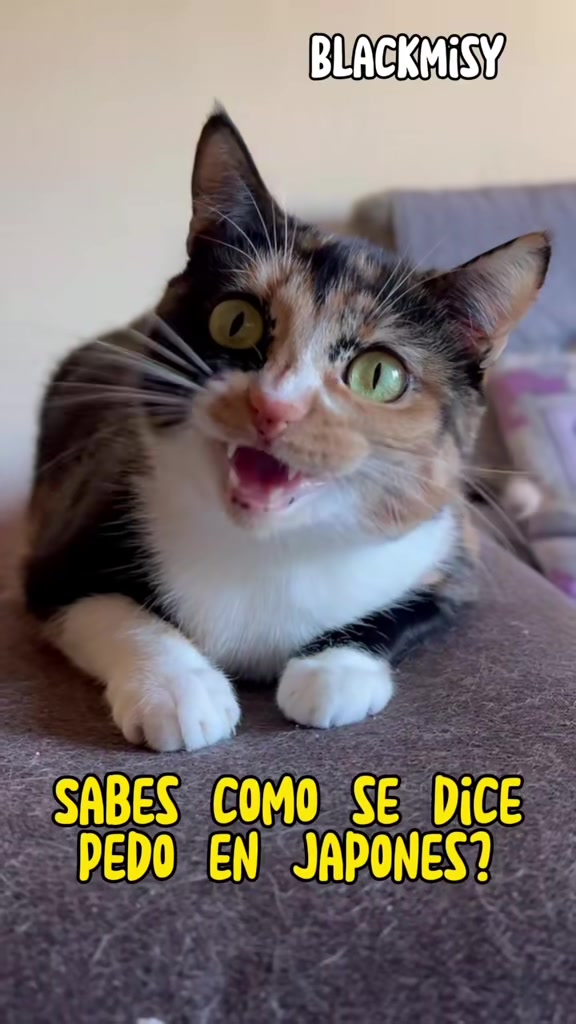 @BlackMisy