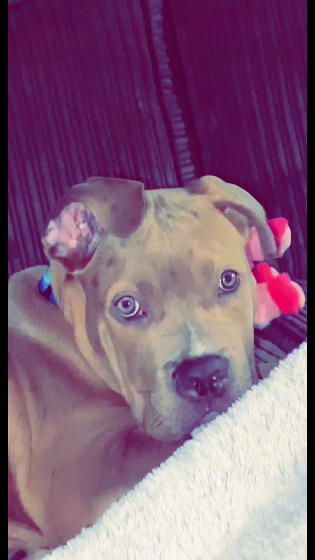 @Megs&Bear 🐶🖤