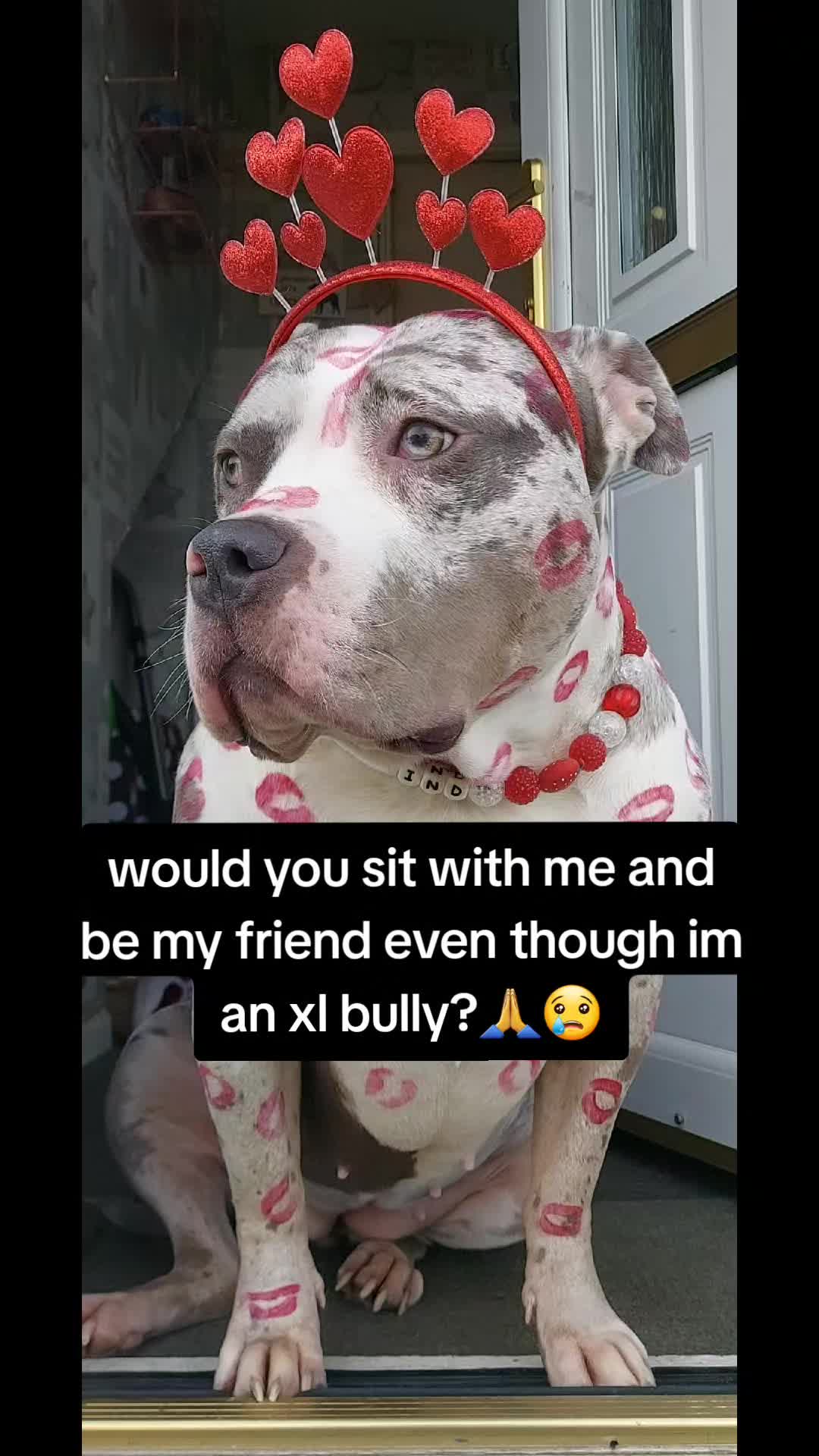 @kirsty+starlight the xl bully