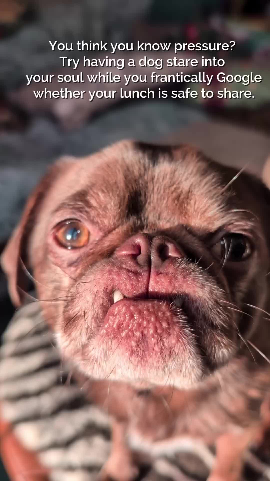 @ChilliThePug