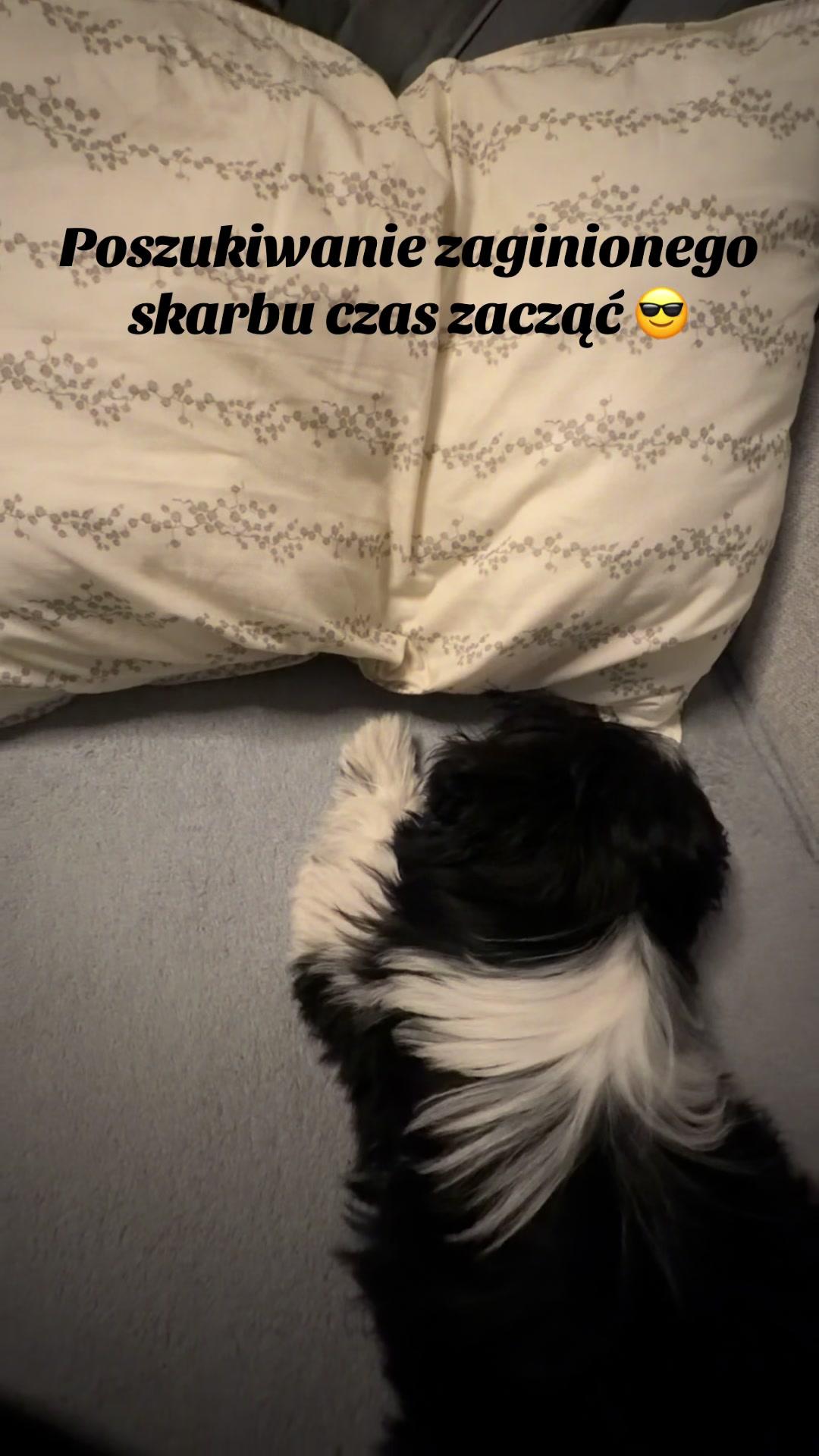 @Cleo shih-tzu