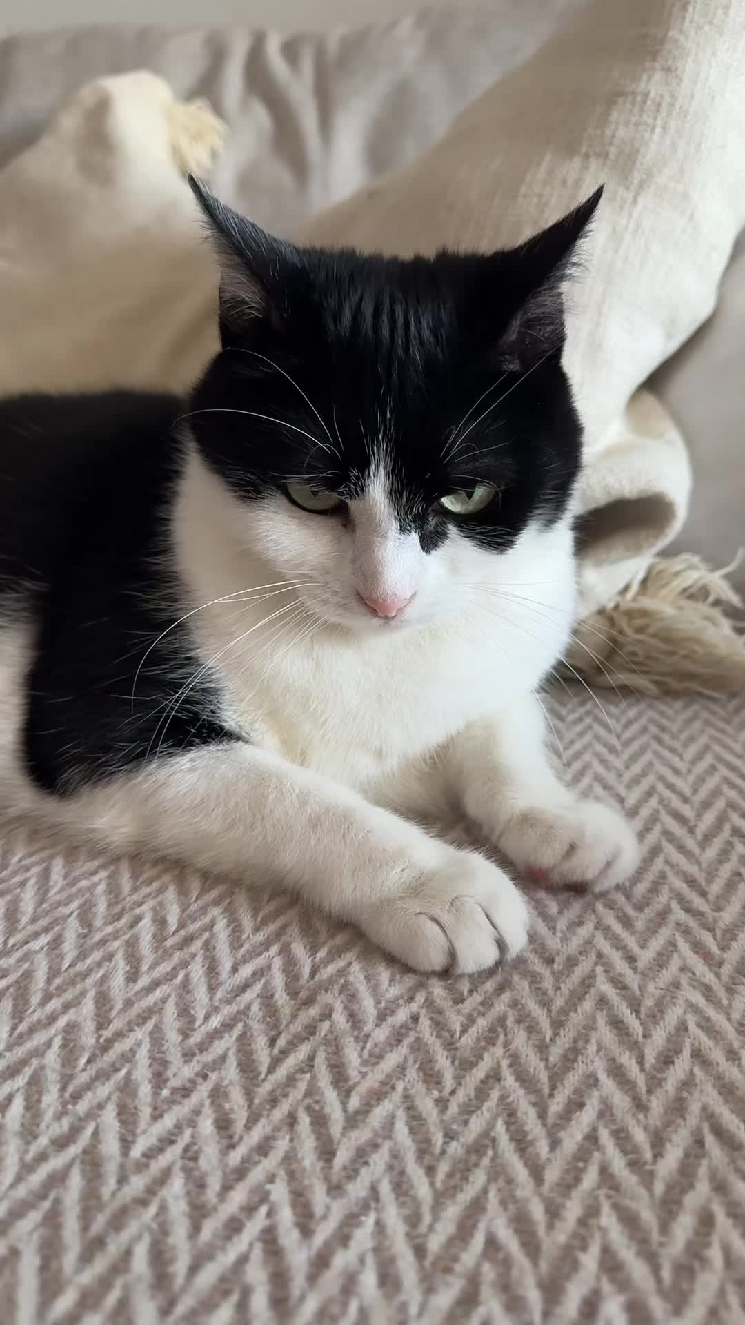 @Kobe the Kitty
