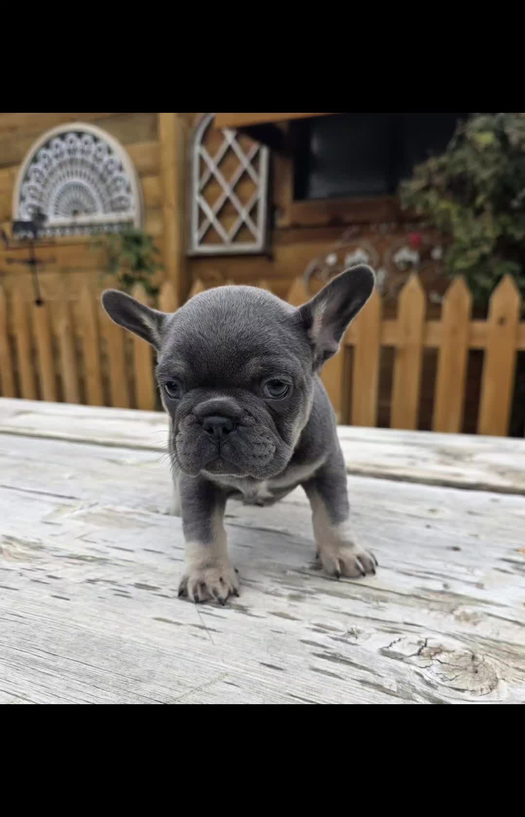 @Colorado Frenchies