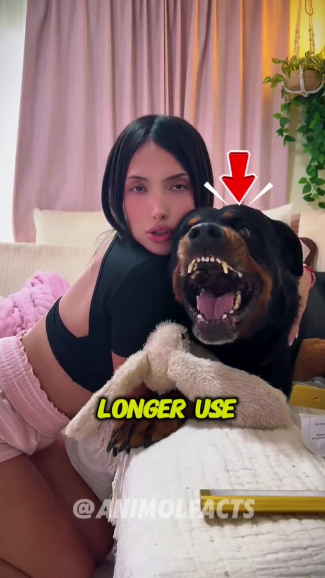 @animolfacts