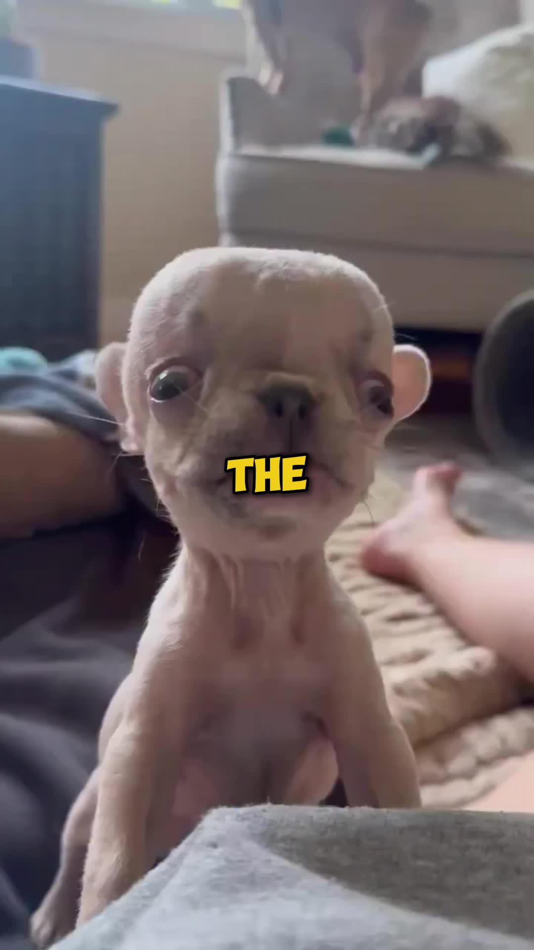 @TOUAAH