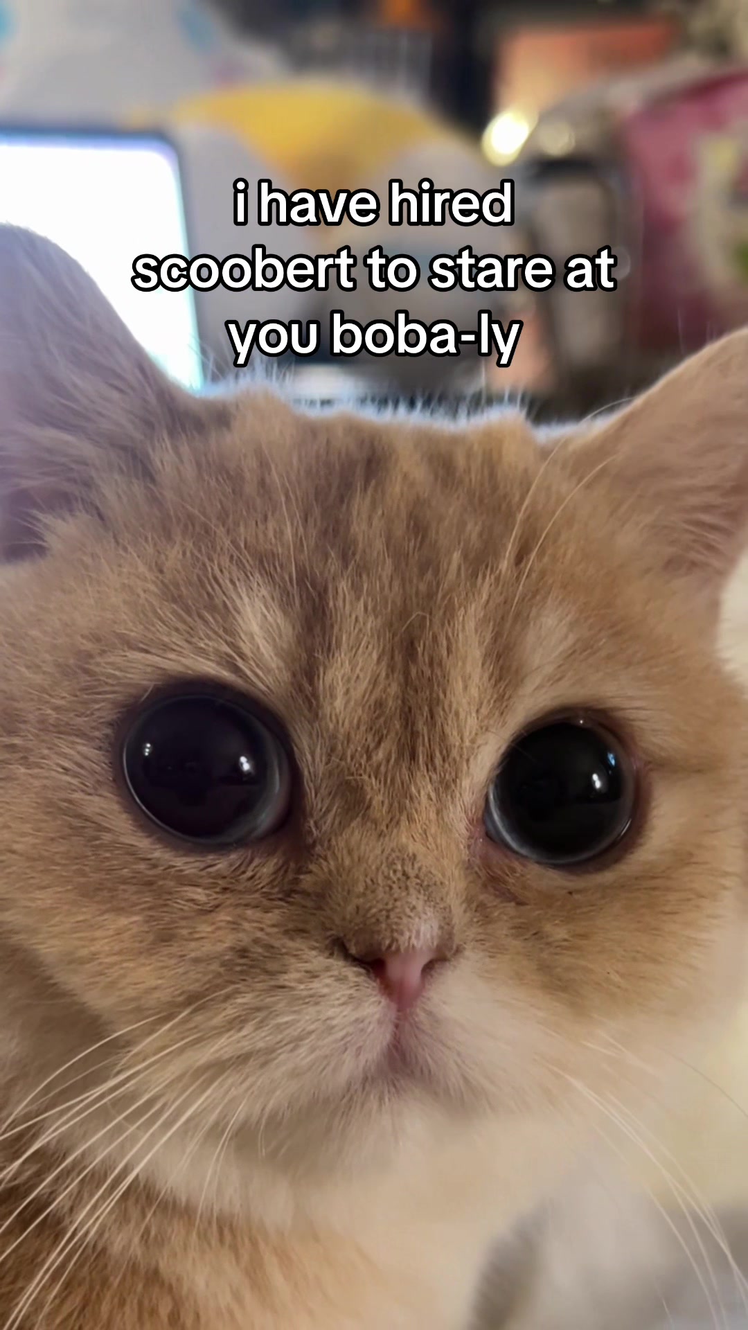 @honey butter chicken biscuit