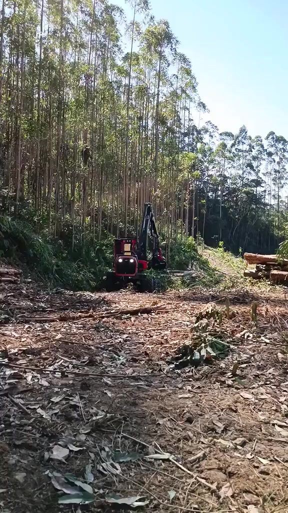 @🌲MAIKY_ROMÃO🌲