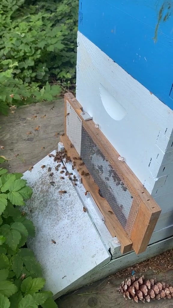 @NaturalBeekeeperNL ๐๐จ๐ฆ