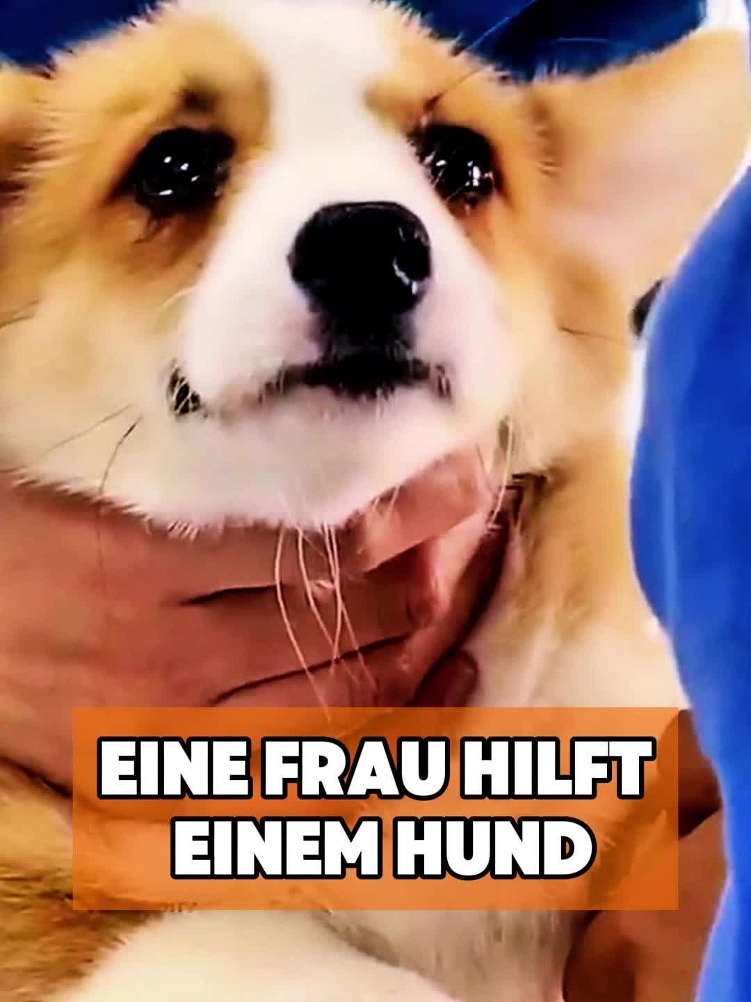 @toto_tier