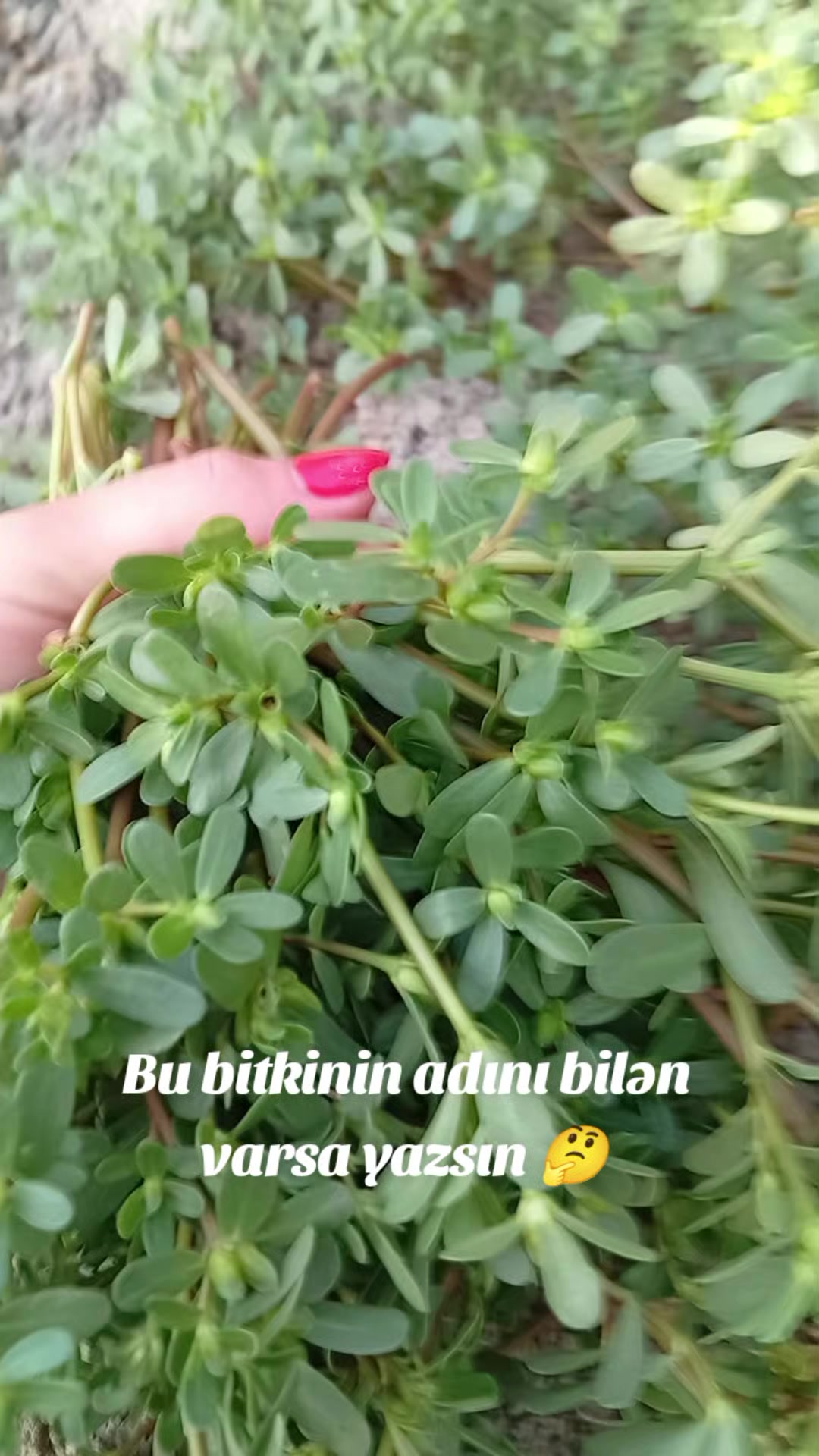 @Günay_Atayeva