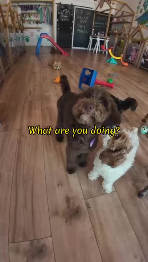 @Puppy City