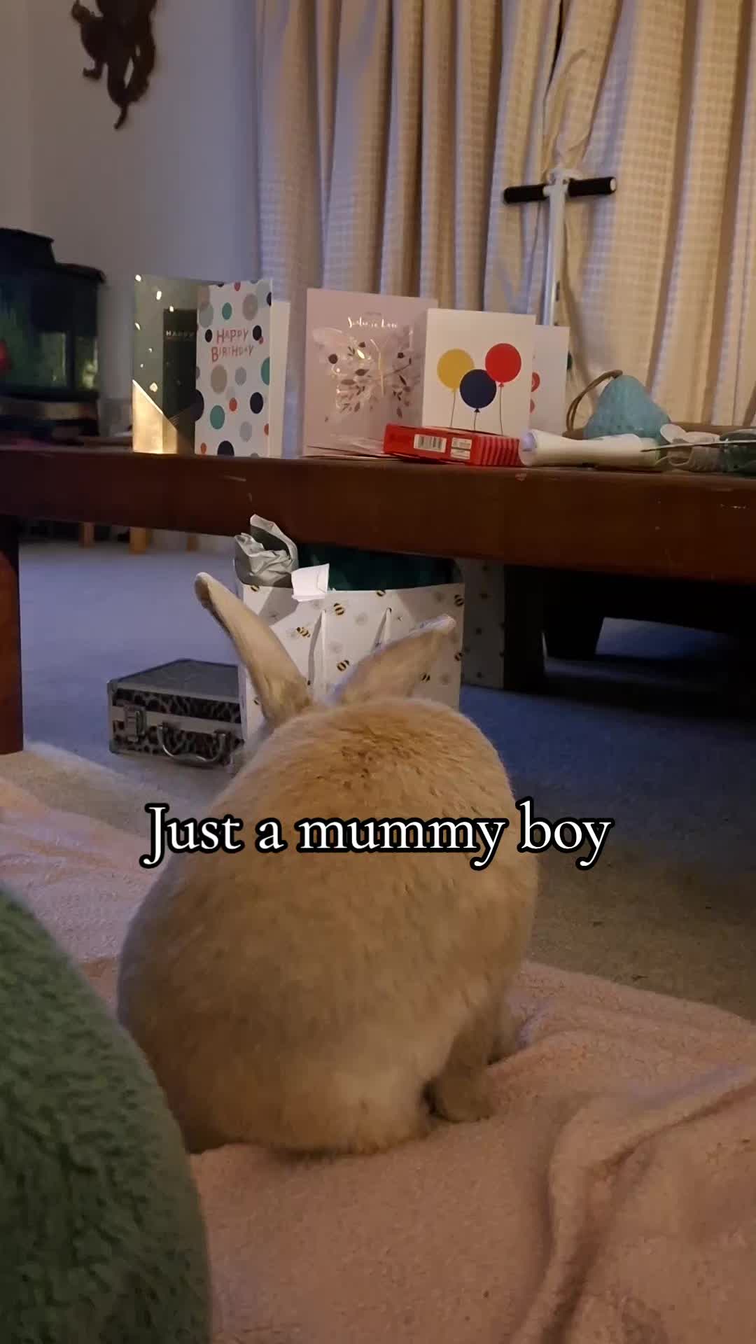 @Bunny Family