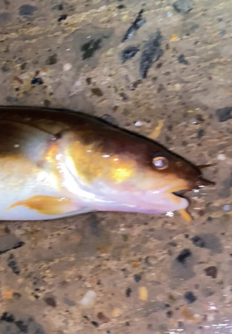 @alfie_fishes_