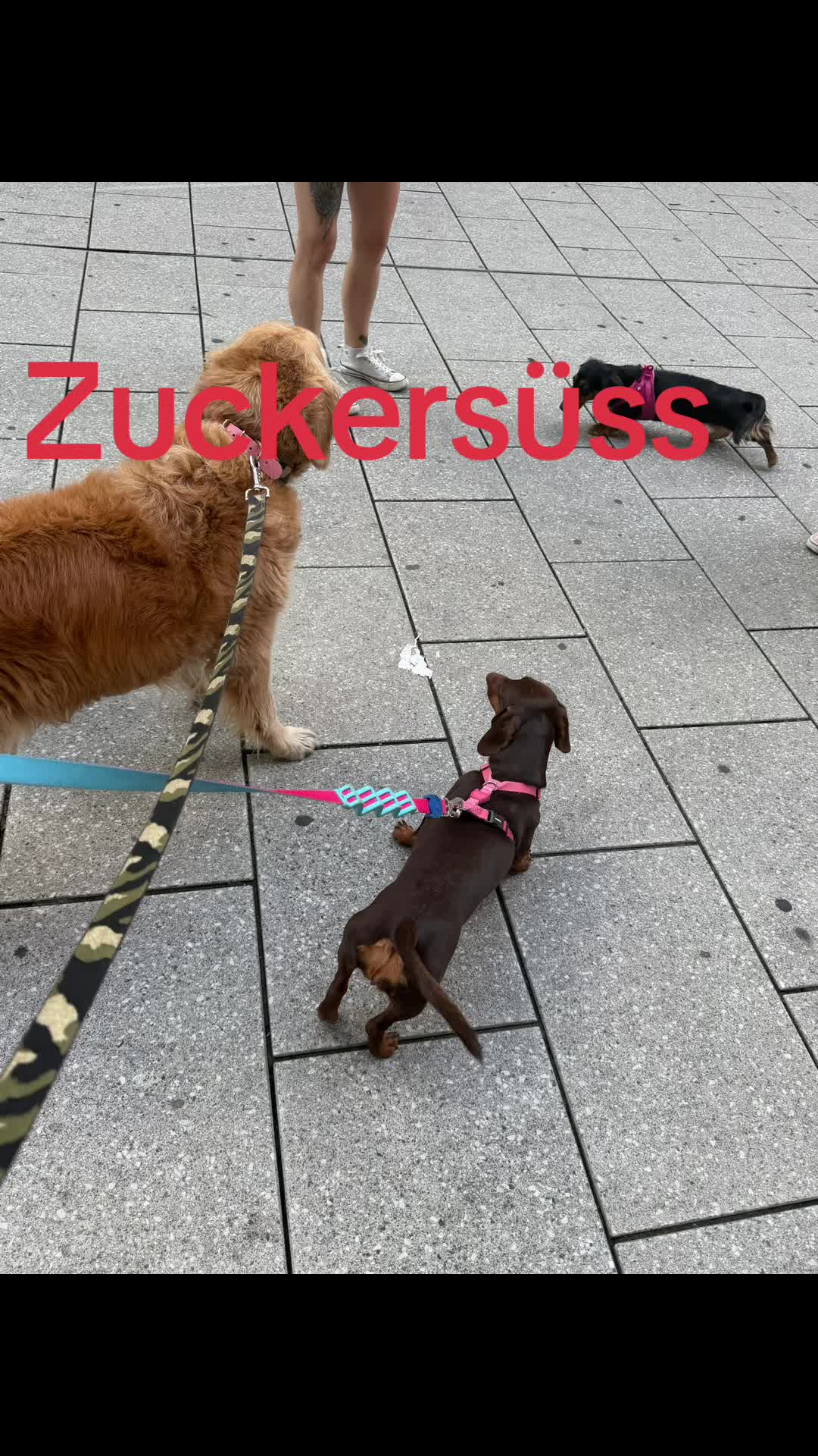 @Zehra Oplustil