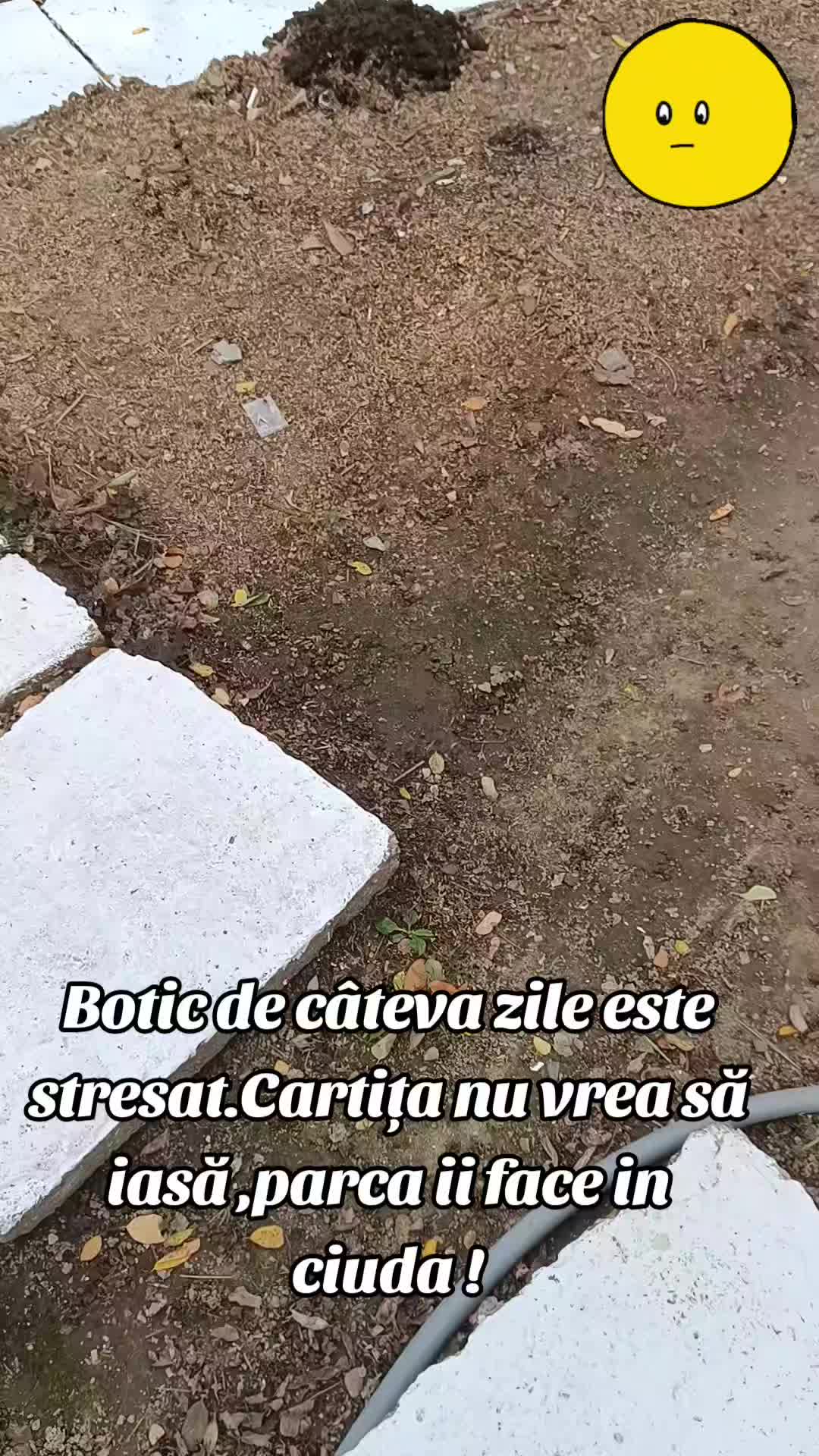 @Stefi Ciocan