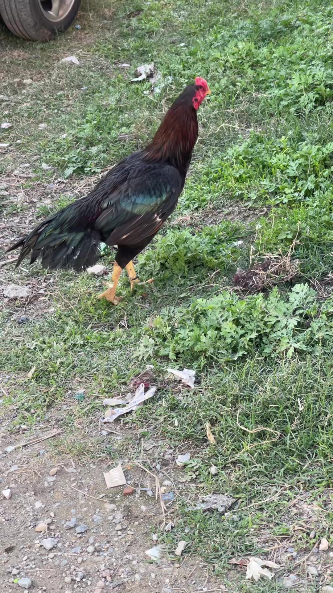 @🦅Home Bread Aseel 🦅
