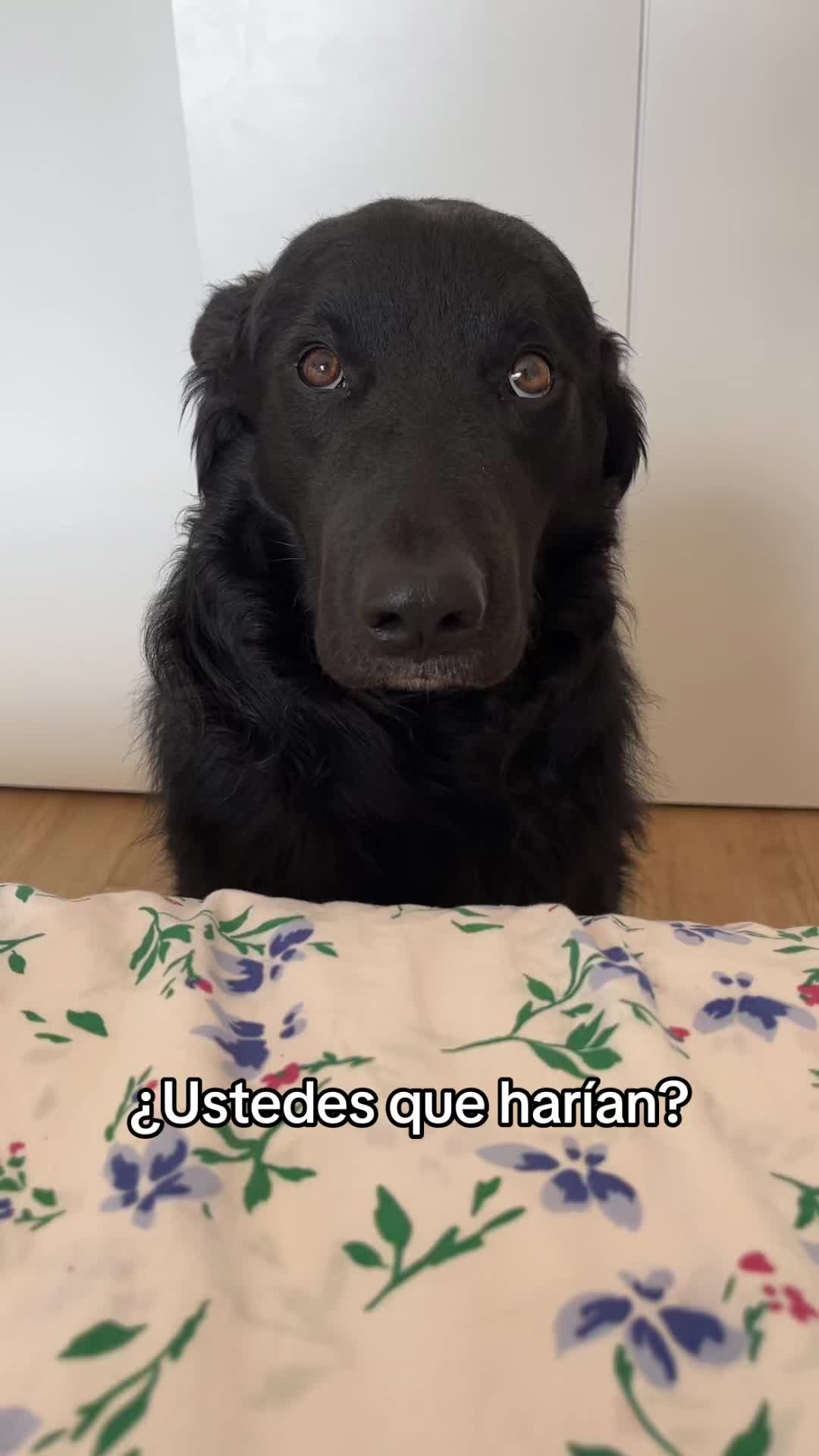 @Luiggi the Dog