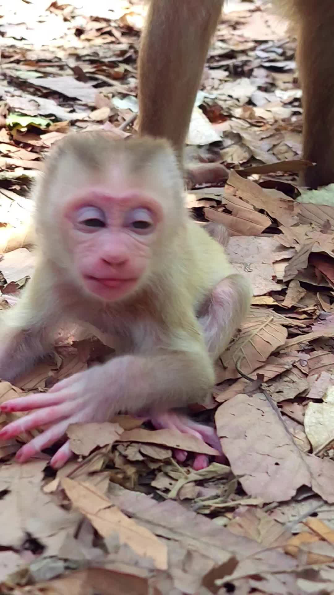 @Monkey Cambodia