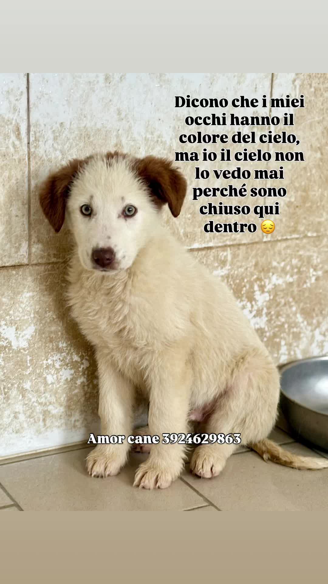@Amor cane
