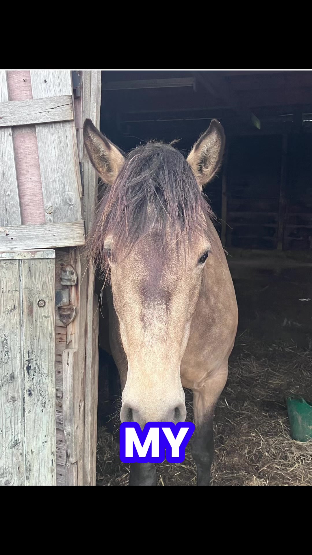 @Handmade By Horse-mania