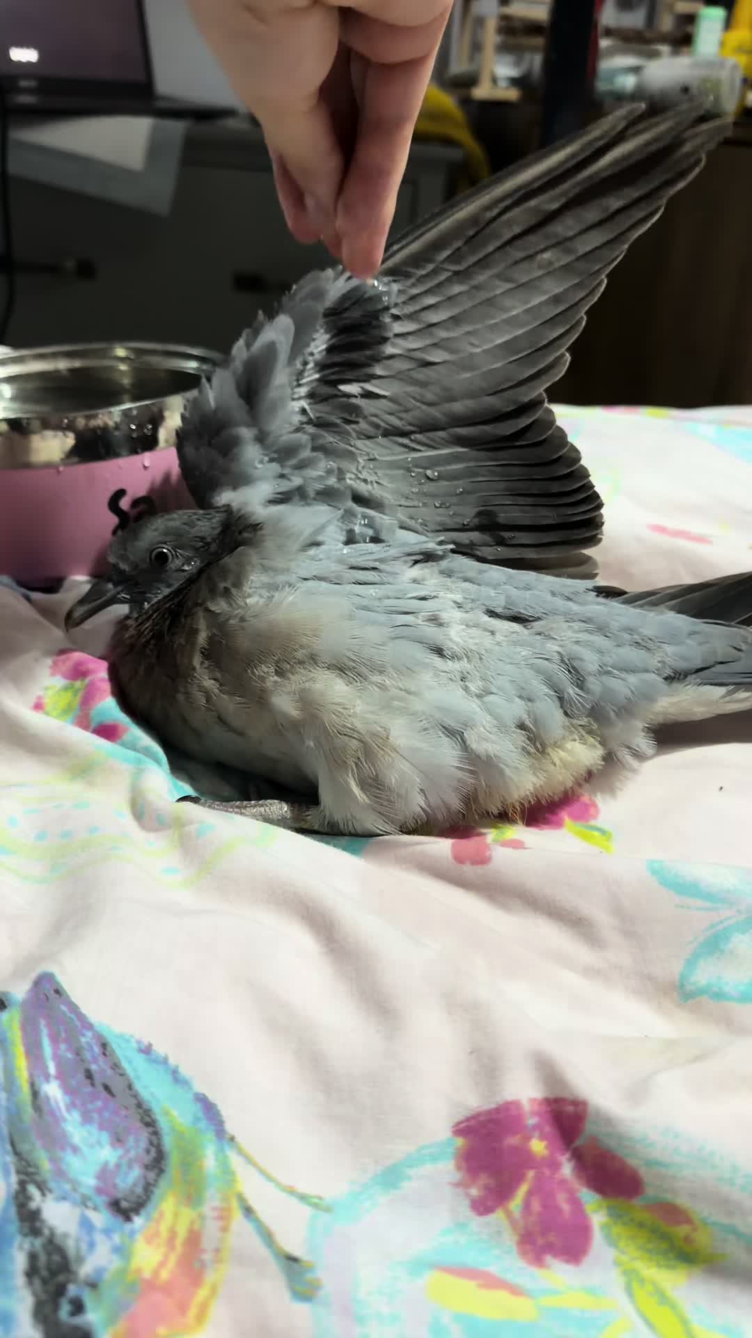 @Nekobutts 🐦