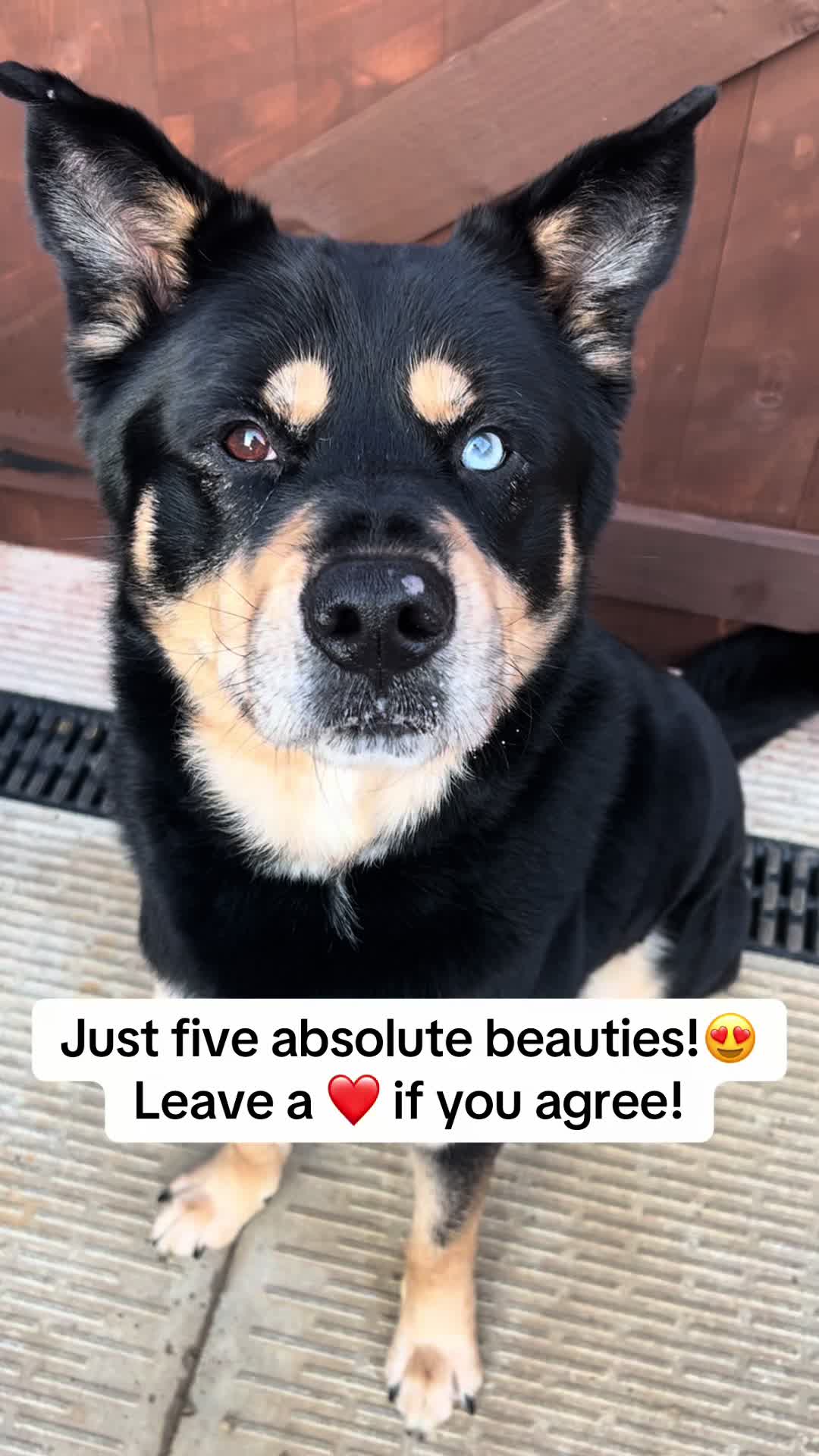 @Pawsome Fivesome