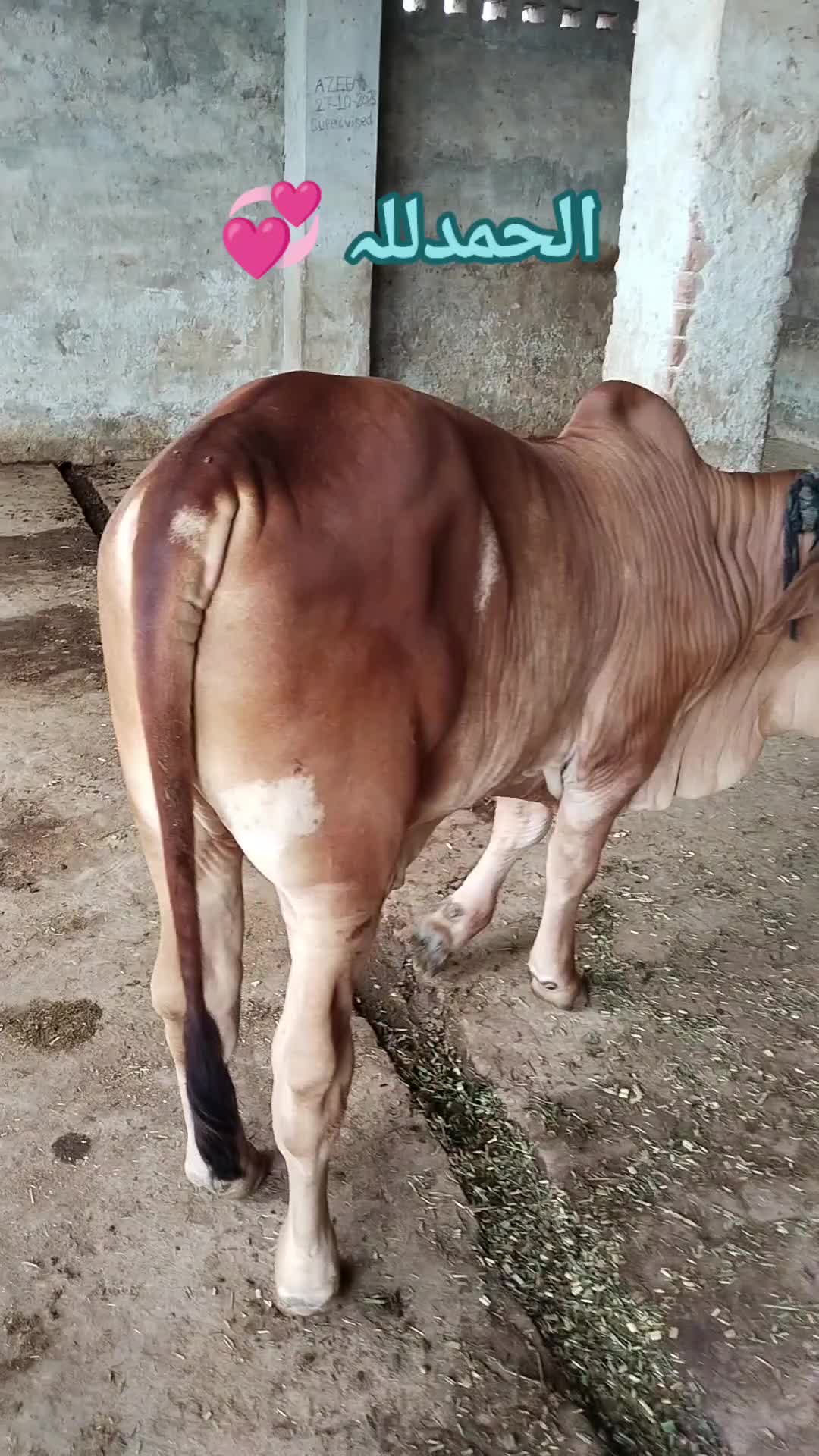 @The Brahmans Farming
