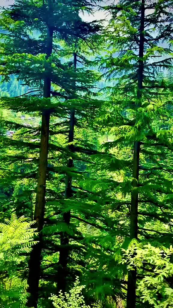@Nature lover