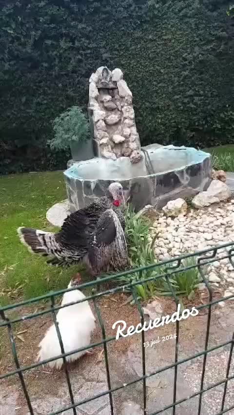 @todosbichosmios