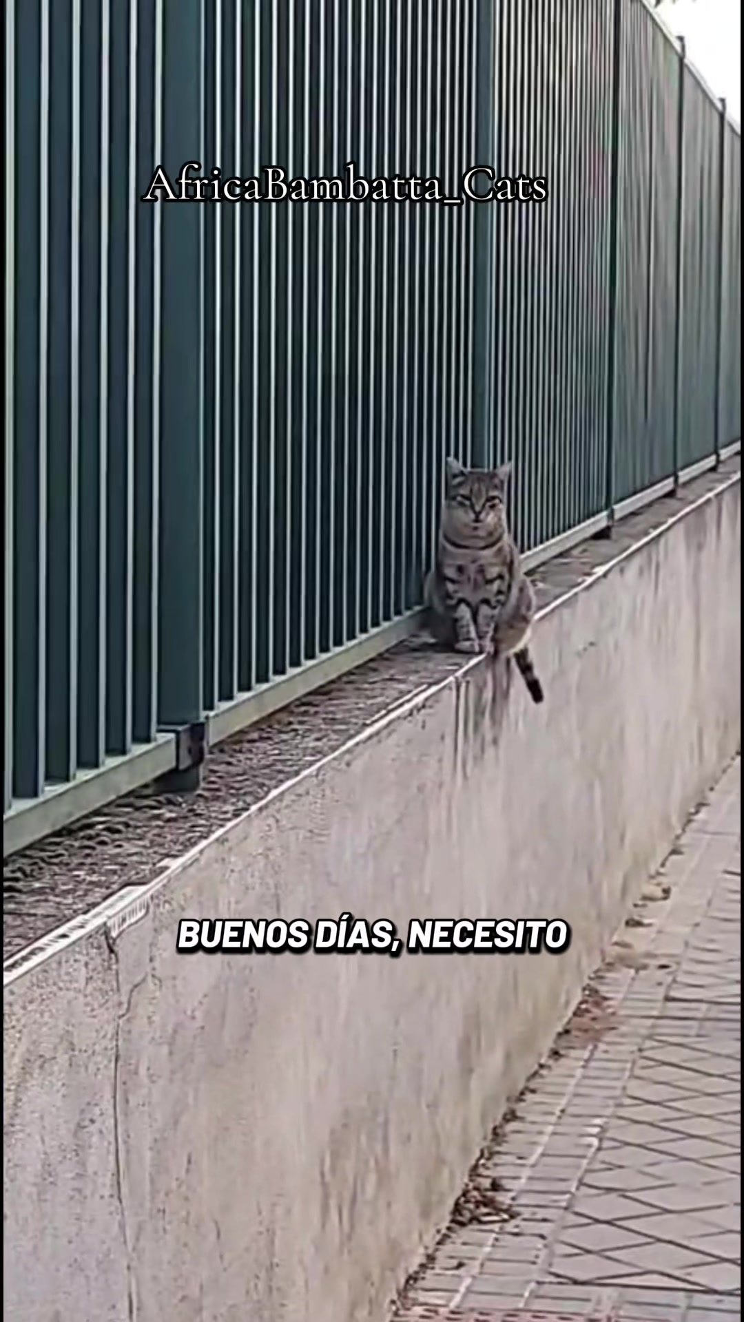 @catwoman_special_voice