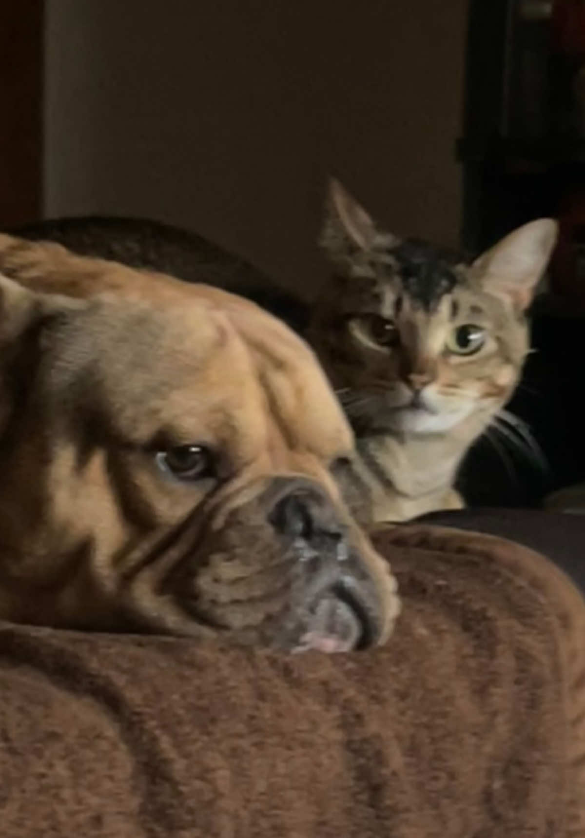 @🐾🐾🐾