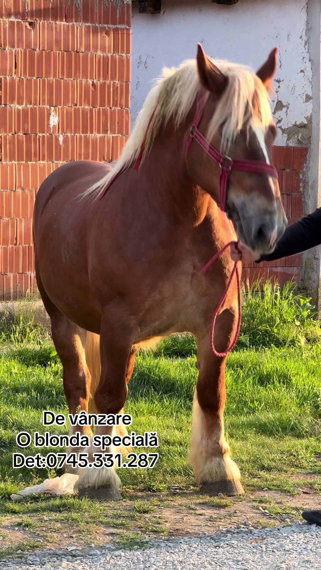 @🐴Spartanu🐴
