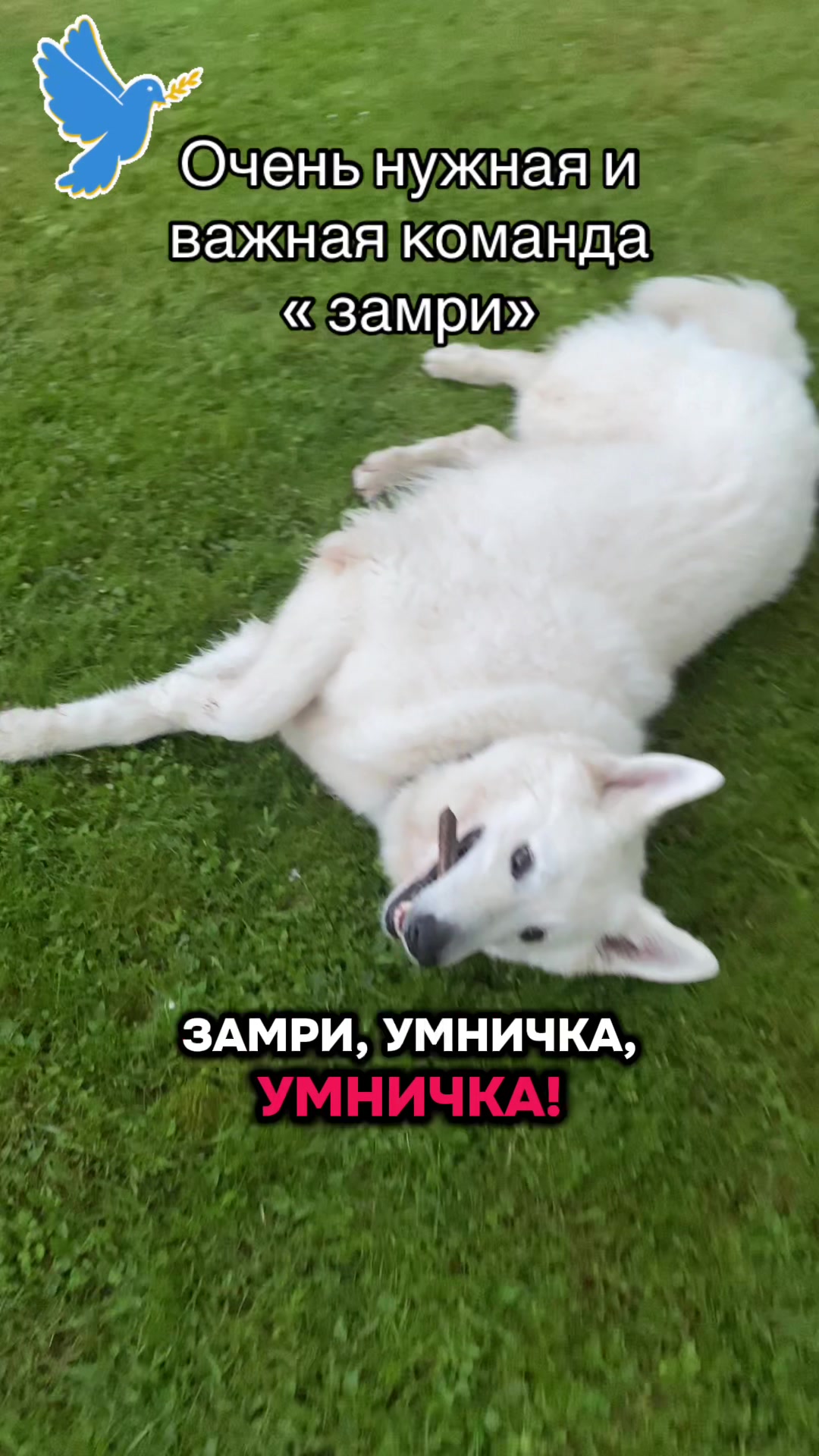 @white_ange_dog