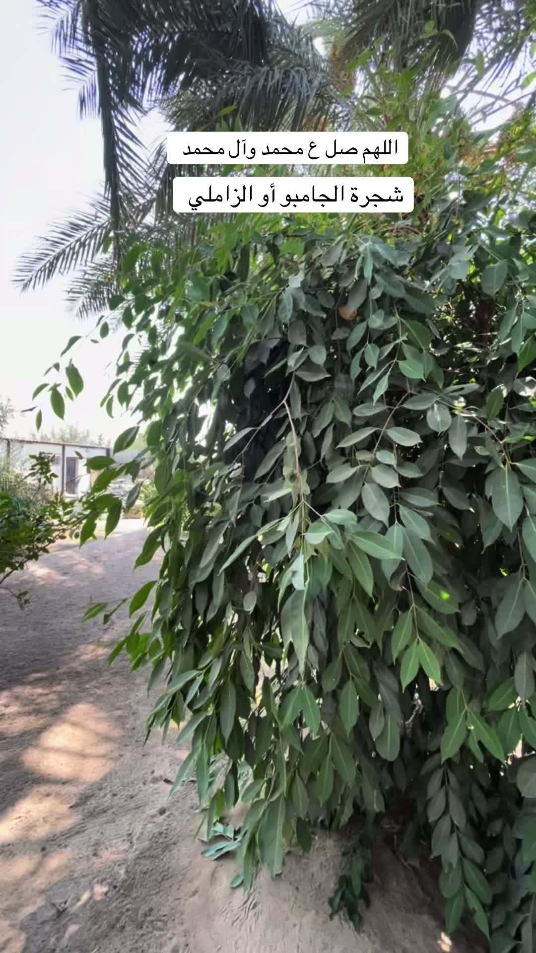 @ashkaltbiah