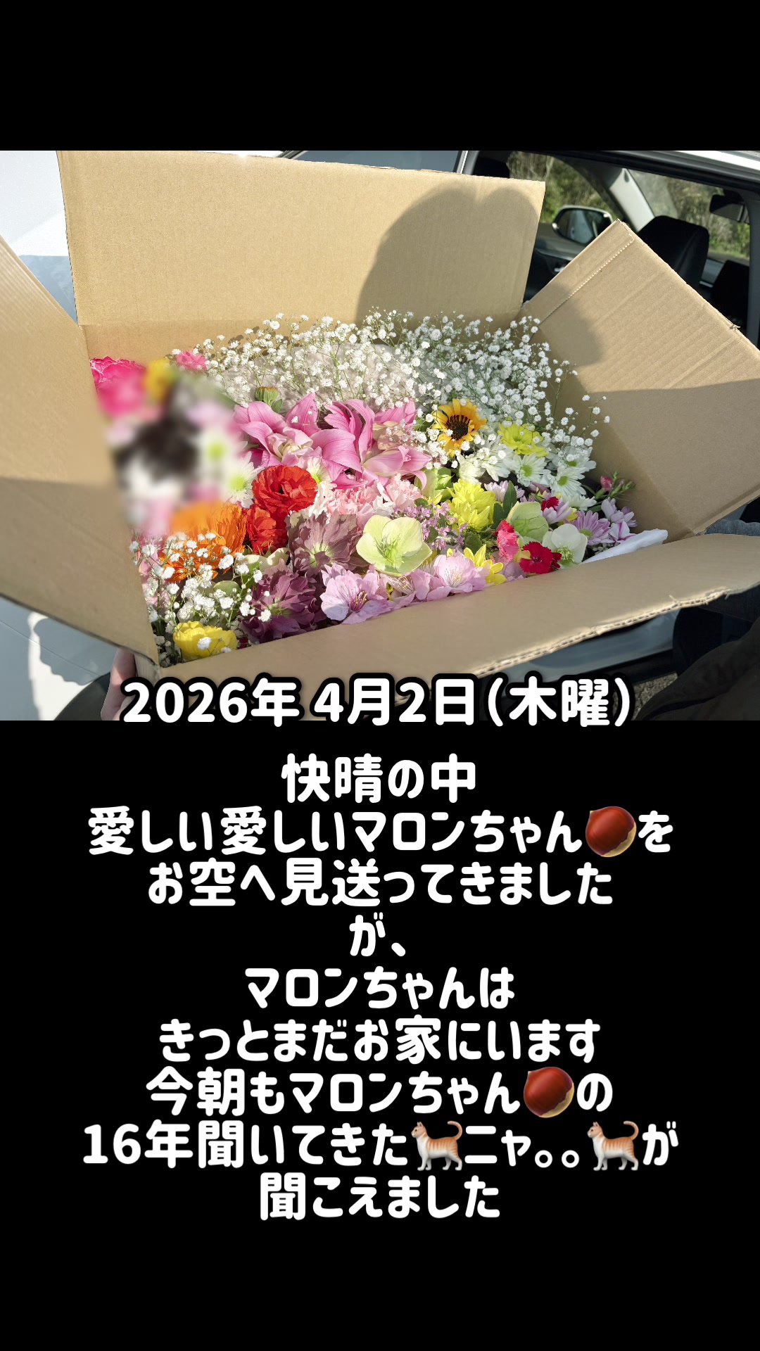 @ねこぷにもふ｜ホワイトシェパードのハクちゃん
