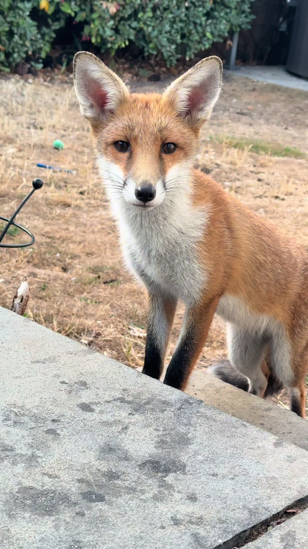@gp_foxes