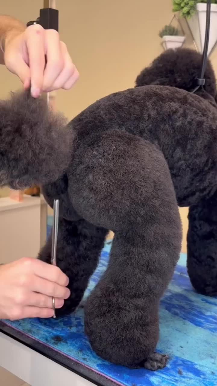 @DogGrooming101