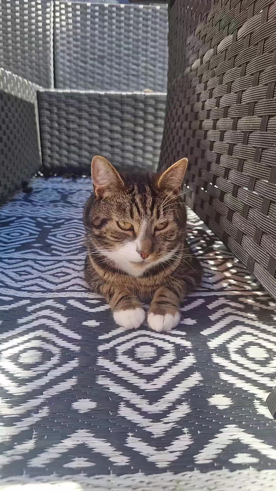 @Banjothecat2024