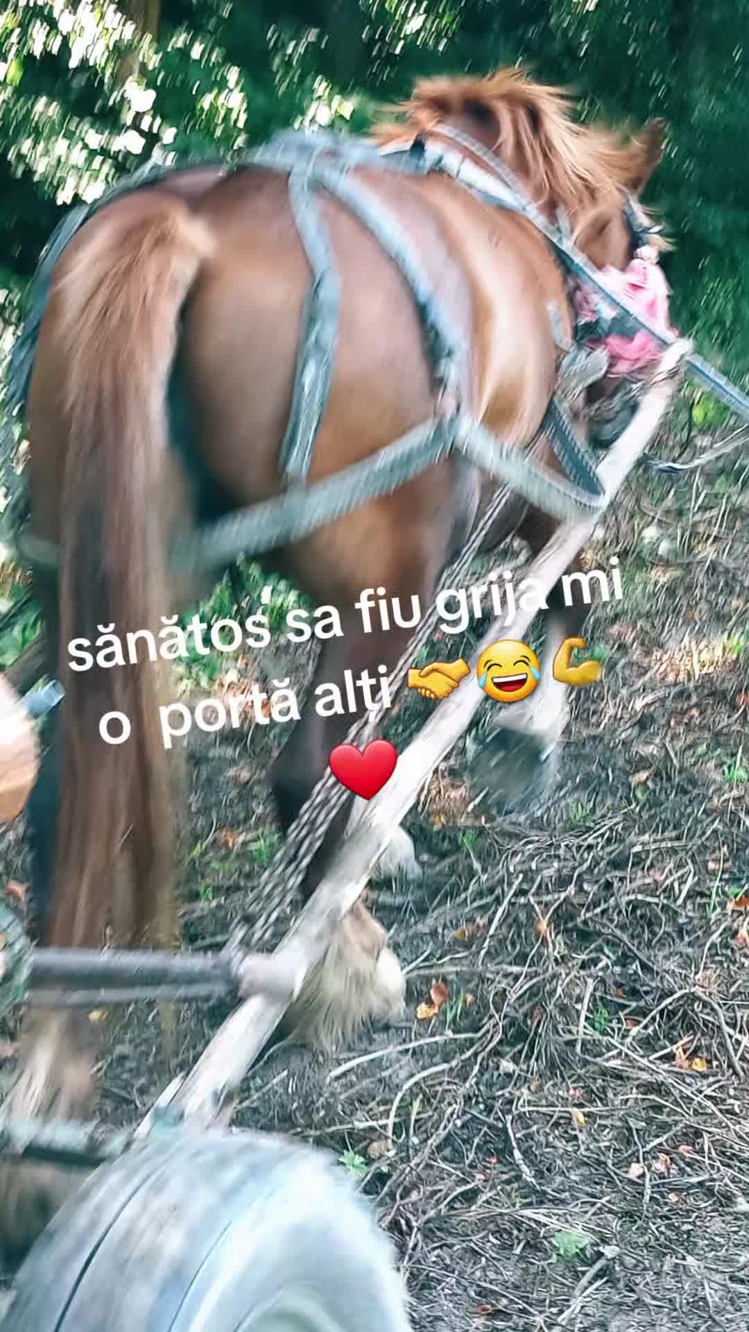 @covaci Nyku👑🐴🐴❤