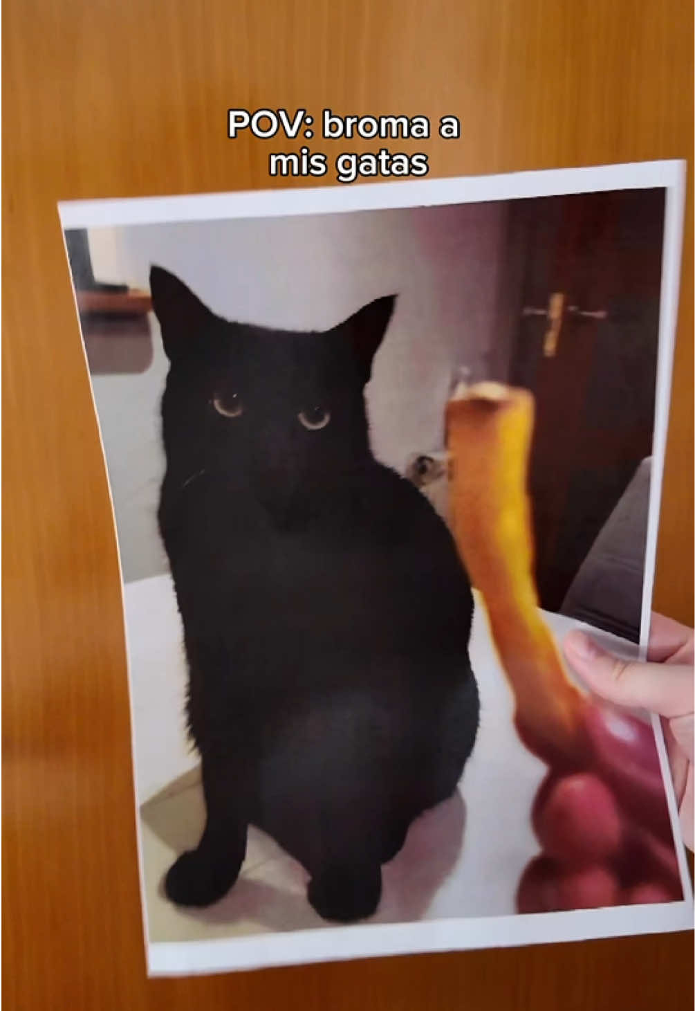 @BlackCatsMatter