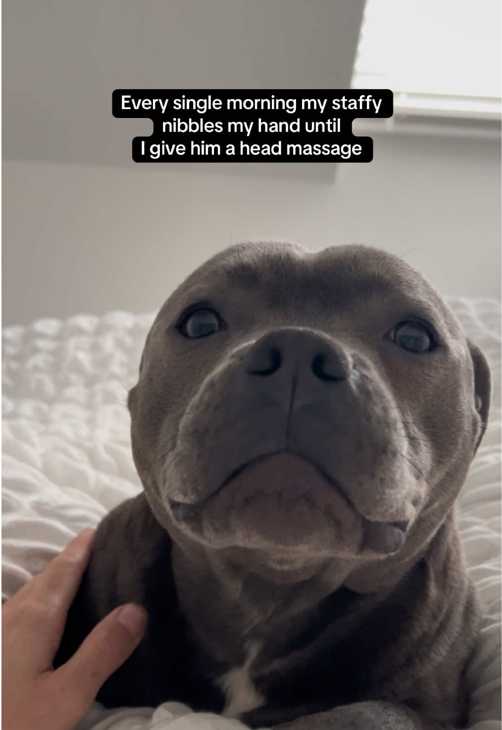 @Zeus the Blue Staffy⚡️