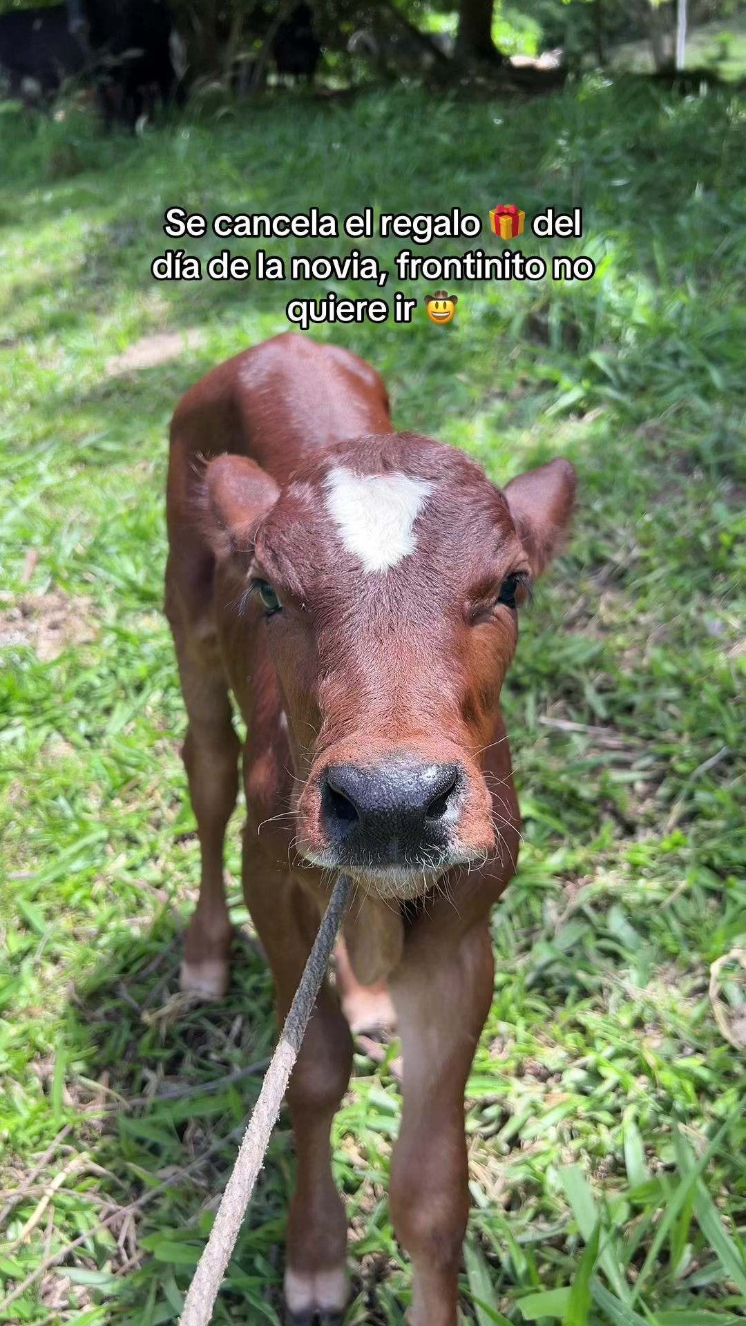 @_Ingeniero_Zeledon🤠🍀🕺